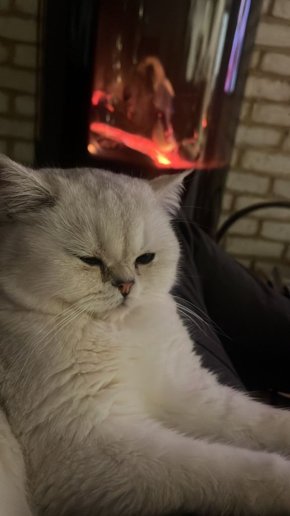 🐾Beautiful Scottish Short and Scottish Long hair Kittens for Sale🐾