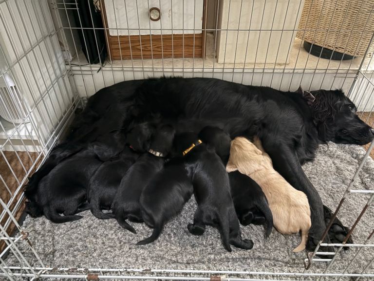 Flat coated retriever puppies 
