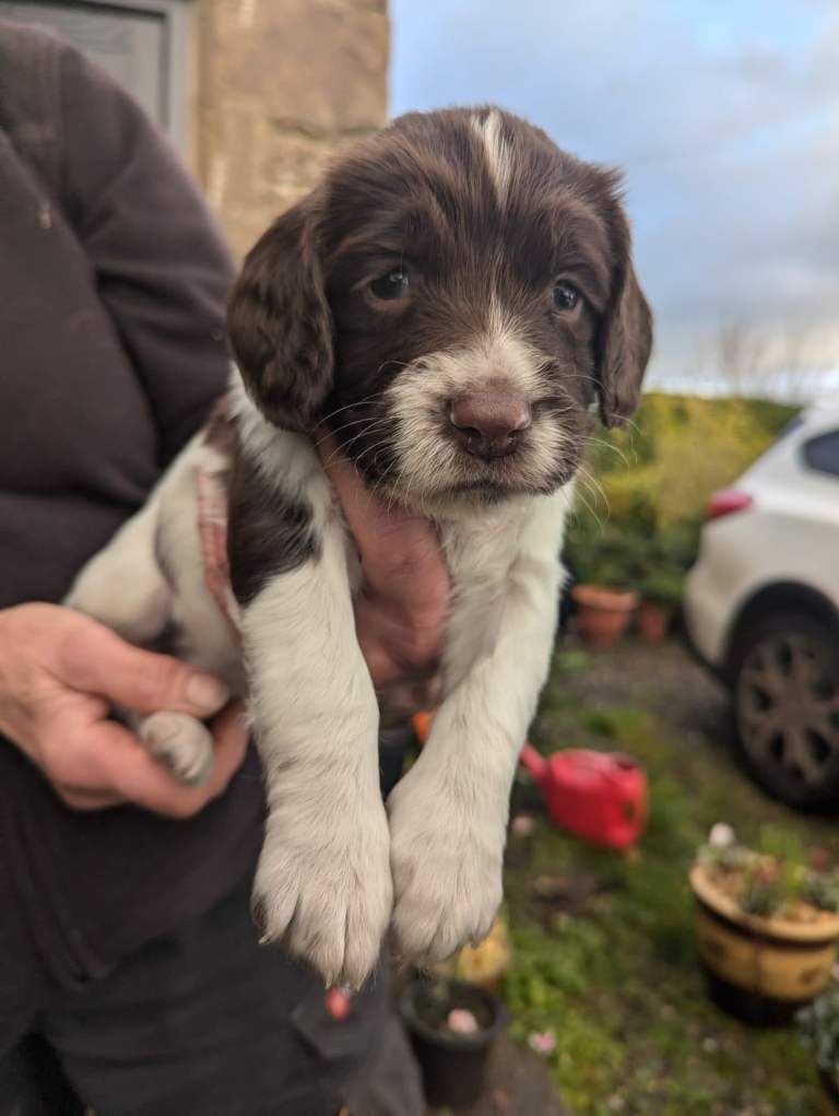 English Springer Spaniel Puppies 