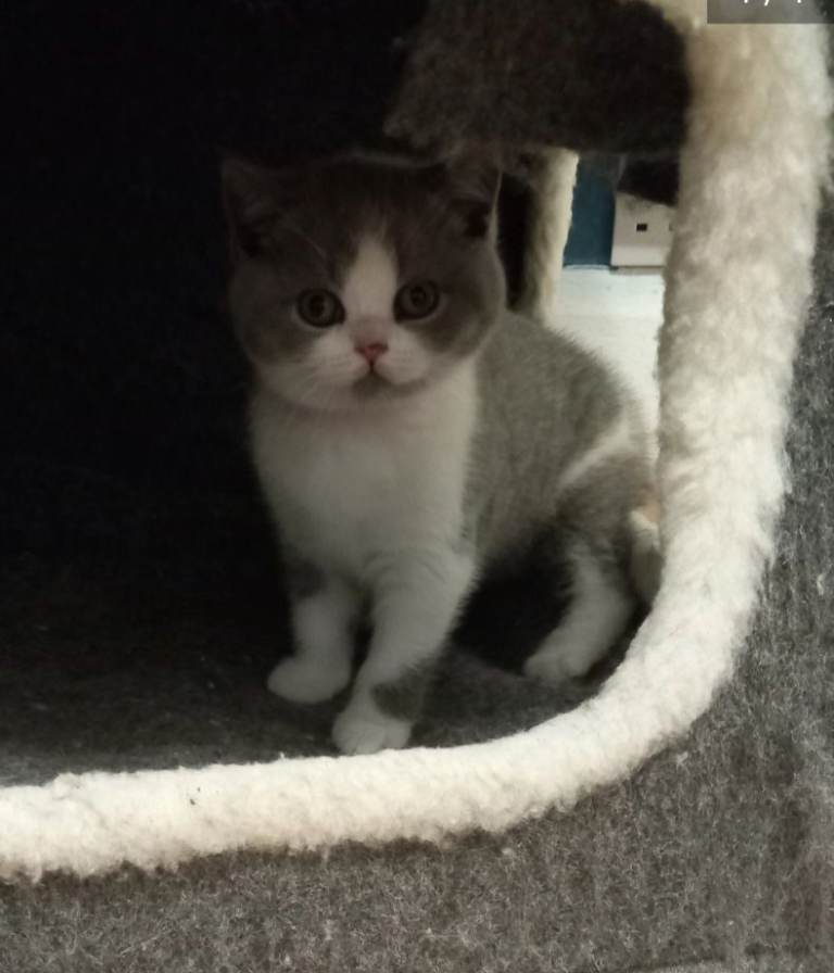 Pedigree British short hair bicolor READY NOW 