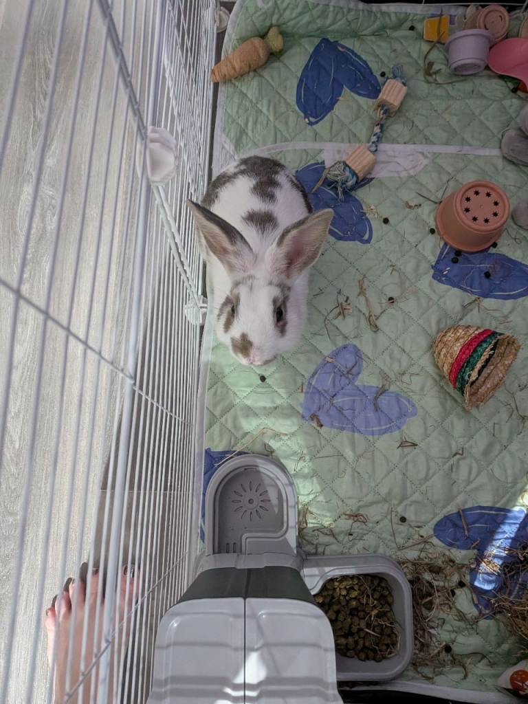 Baby rabbit 