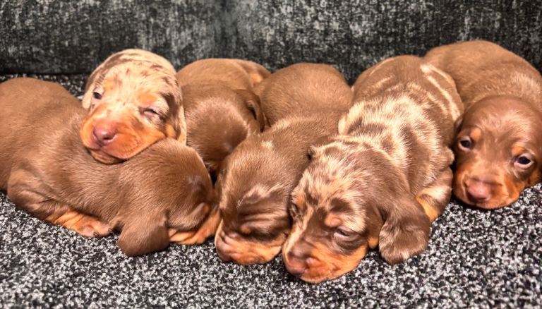 Miniature dachshund