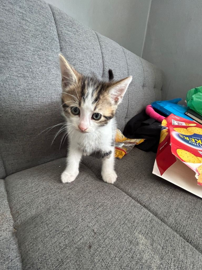 Kitten