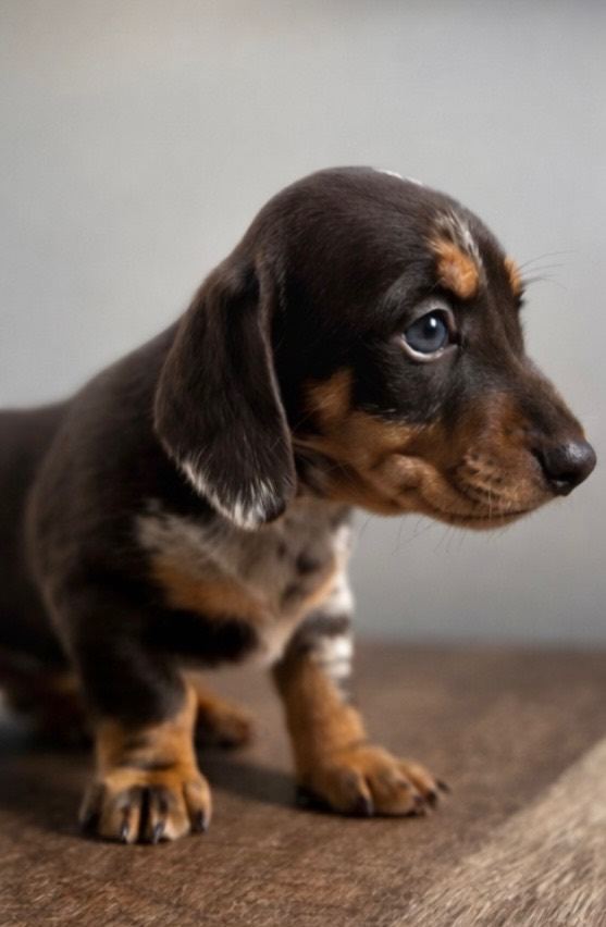 Dachshund puppy’s 