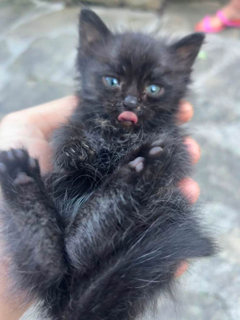 Moses needs a permanent home