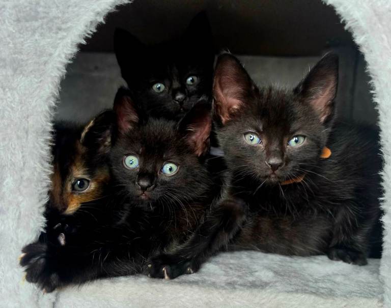 Kittens (Black) fully vax flead and dewormed