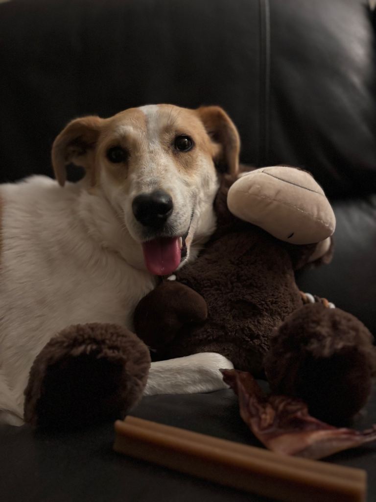 Loving & Gentle Rescue Dog Needs a Special Home 🐾