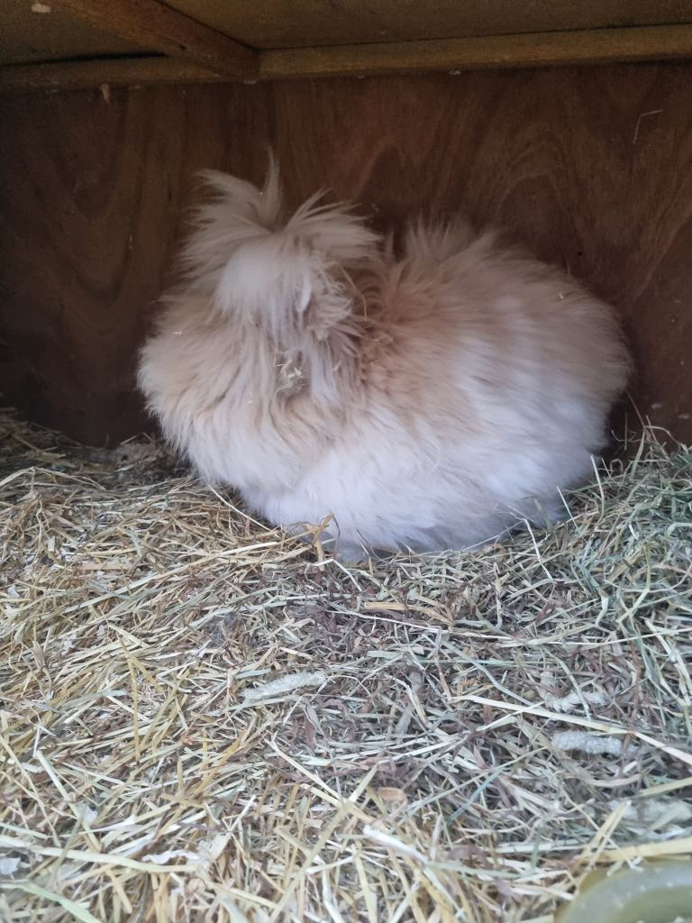 Beautiful litter of angora baby rabbits 