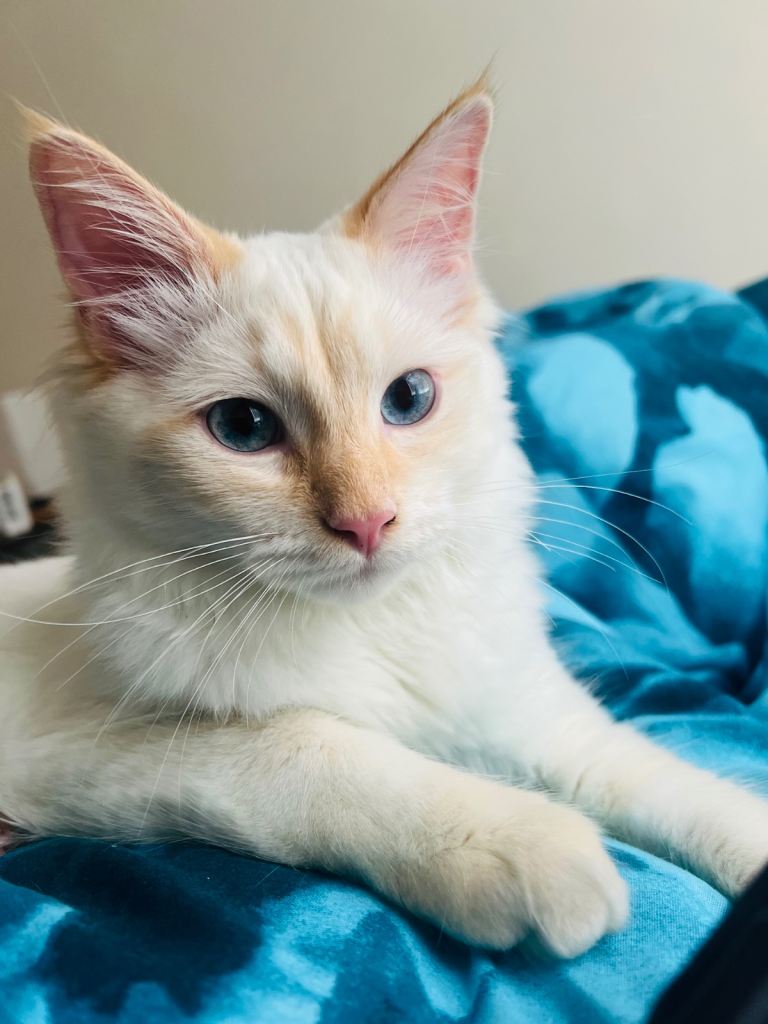 9 months old Rag doll kitten for sale