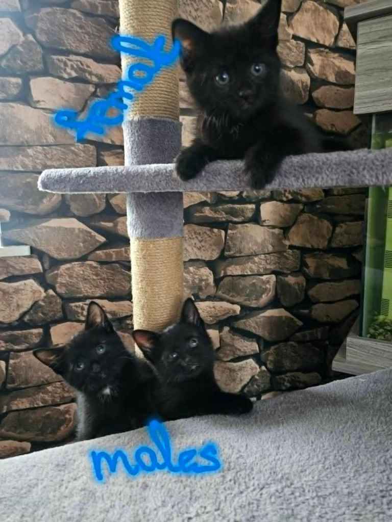 3 Cute kittens