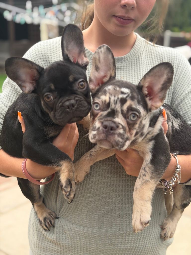 French bulldog puppies 