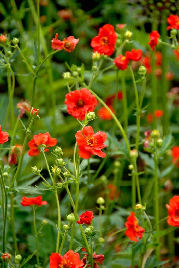 Red Geum Garden Plant - Only One Left