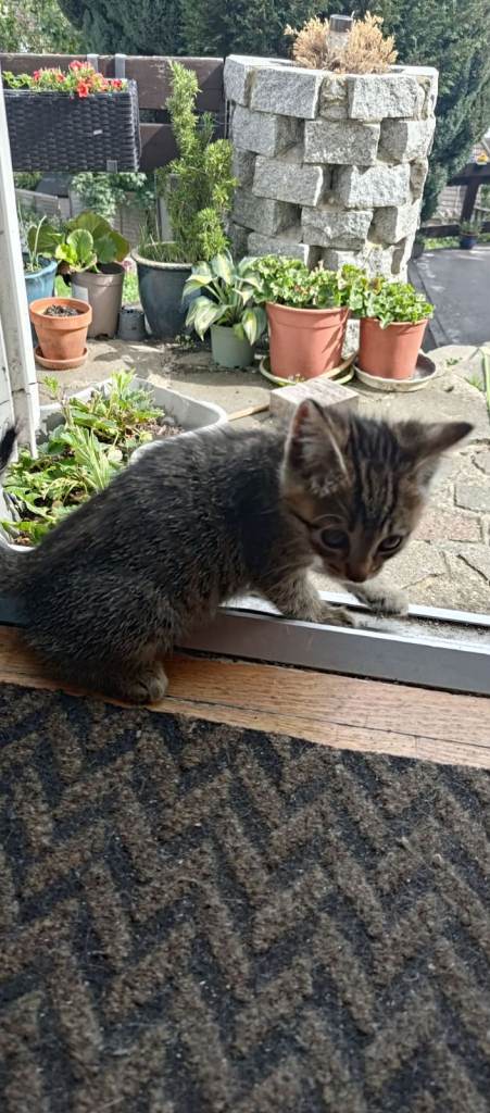 kittens for sale 7weeks