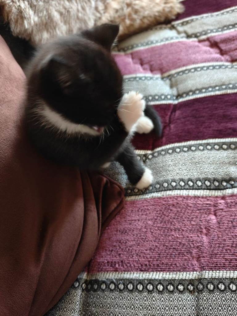 Kitten ready for a new home 