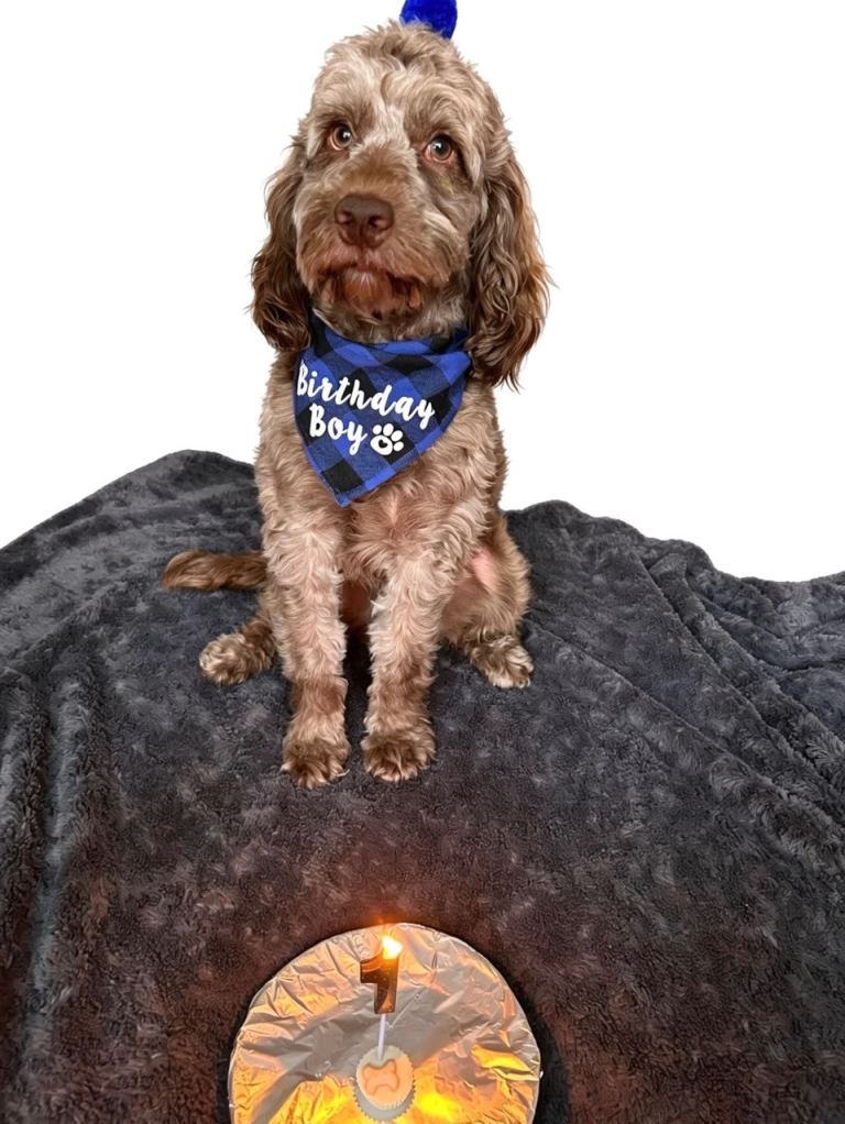 Beautiful merle cockapoo pup male