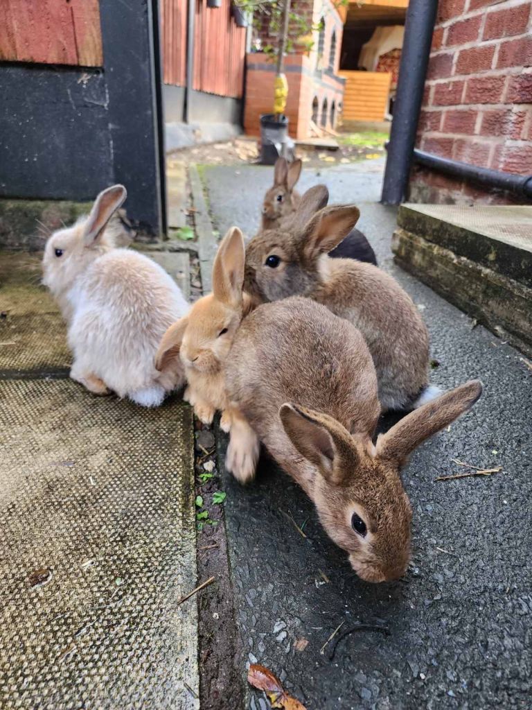 6 rabbits 