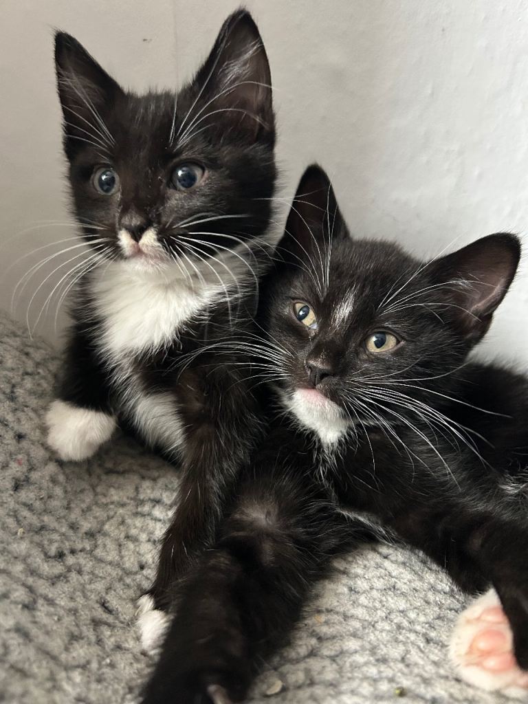 KITTENS READY NOW 