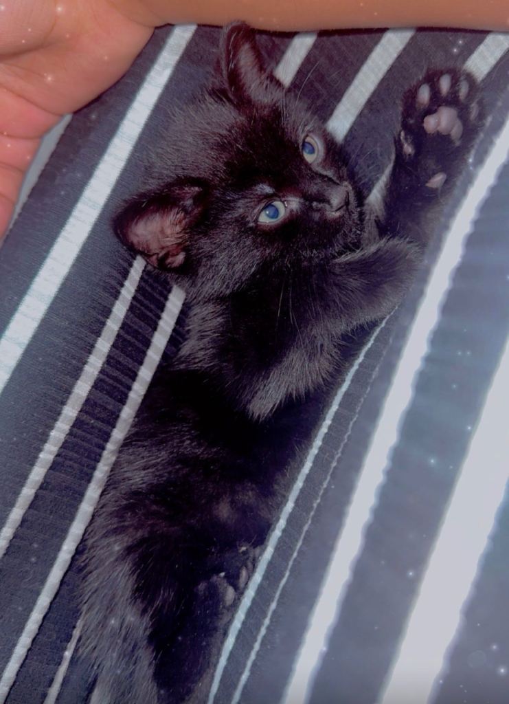 Full Black Female Kitten
