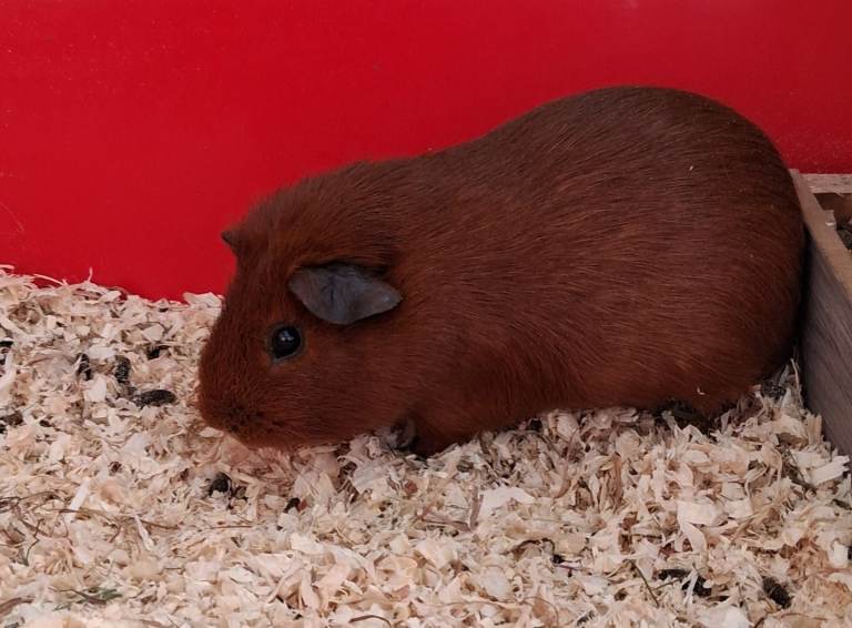 Male baby guinea pig