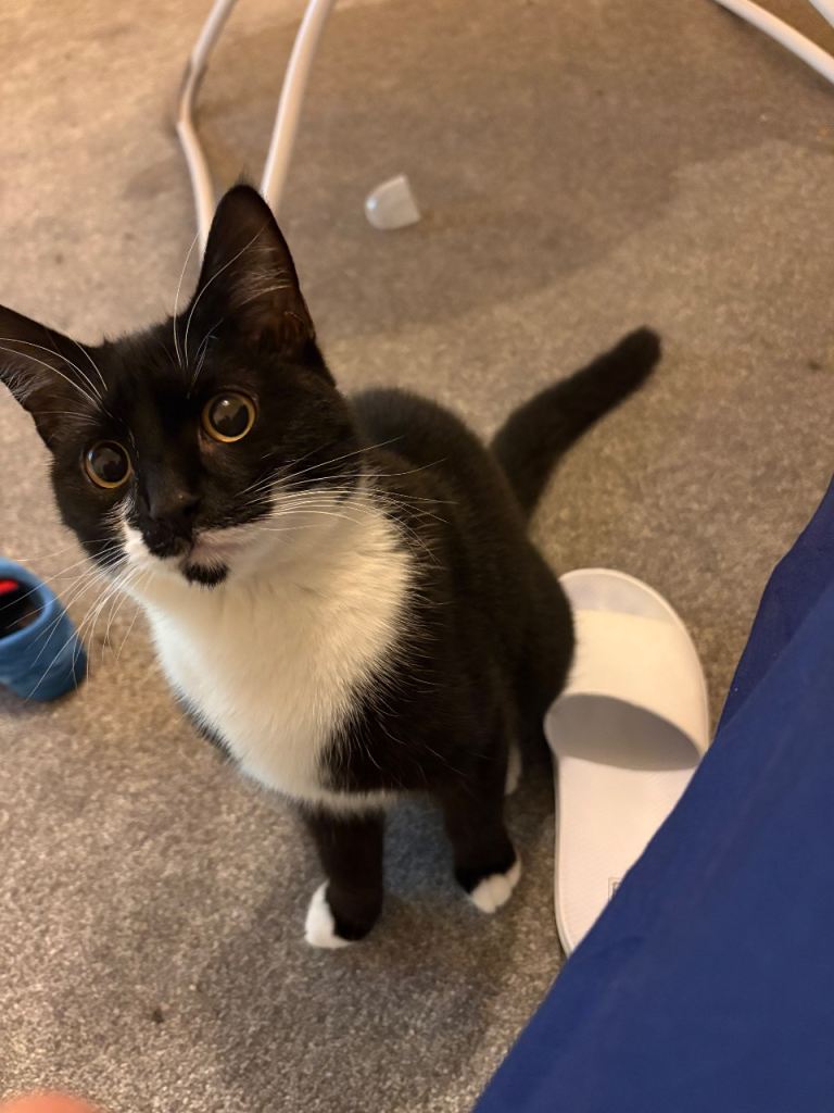 Tuxedo Kitten/Cat for sale