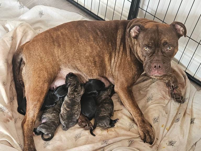 Adorable staff x ridgeback puppies 