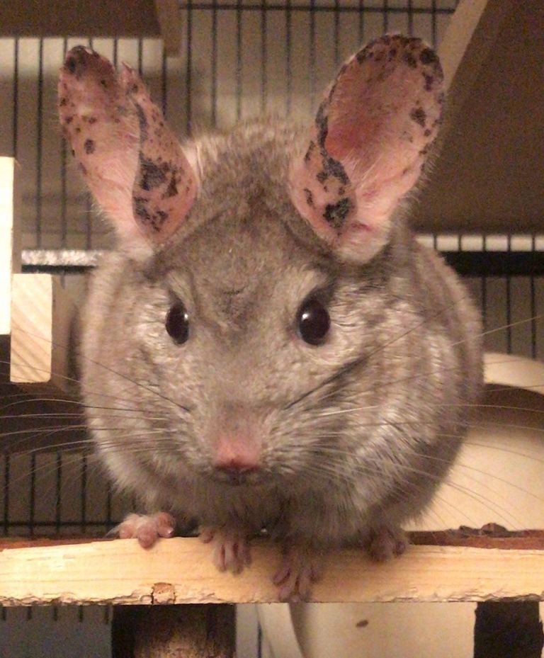 Adult chinchilla 