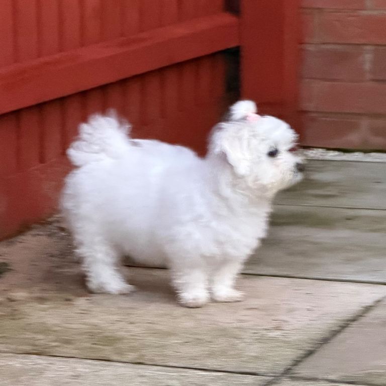 Bichon
