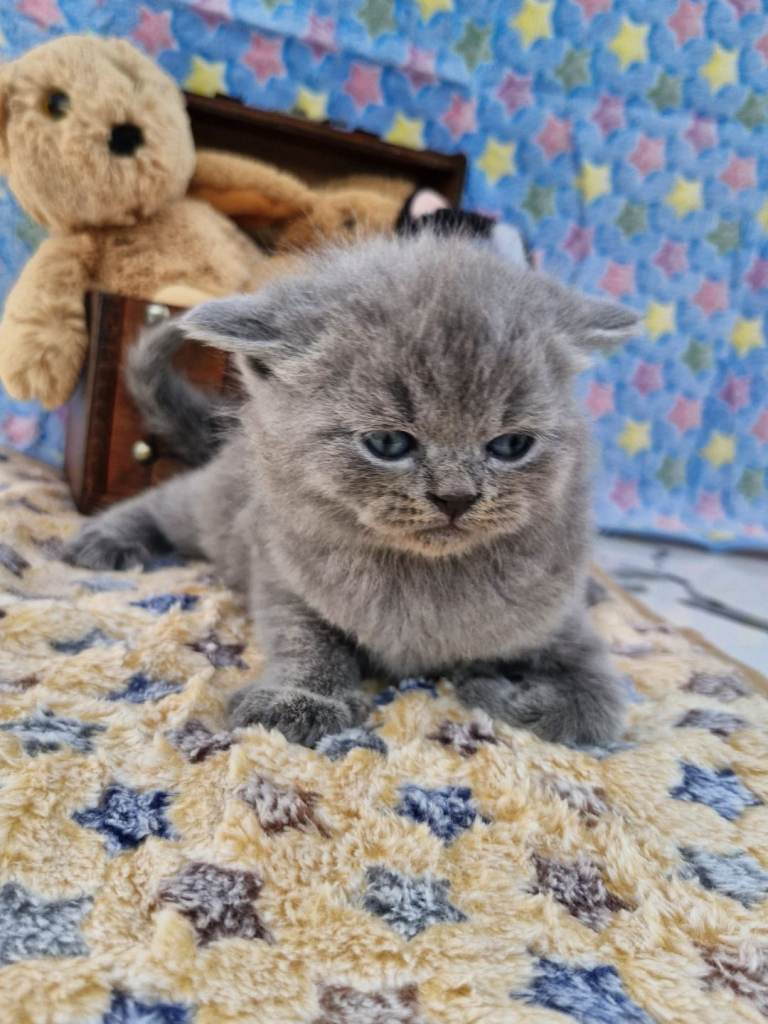 British shorthair kitten