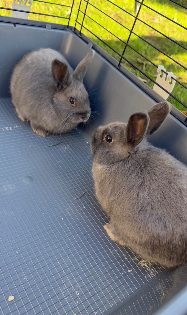 Baby rabbits 