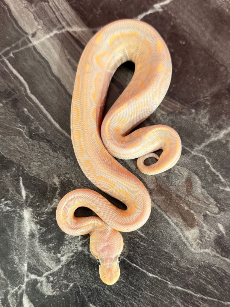 Ball pythons for sale South Shields