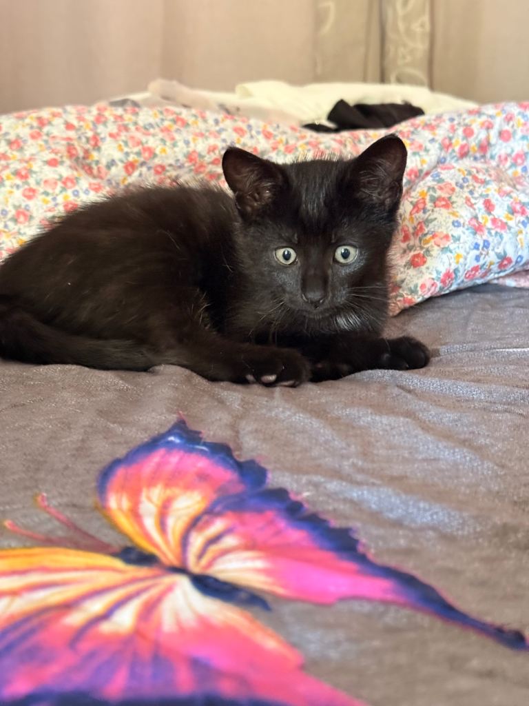 Lovely and friendly black kitten Now gone