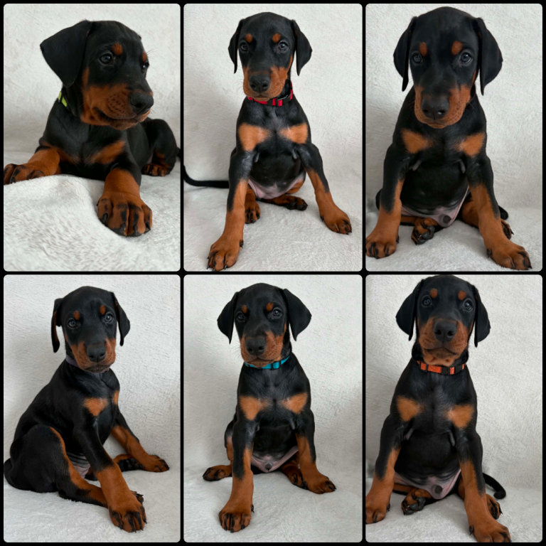 *Doberman puppies KC Registered*