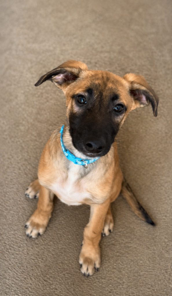 3 Belgium Mals/saluki ready for new homes 