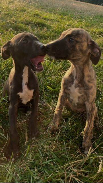 whippador puppys