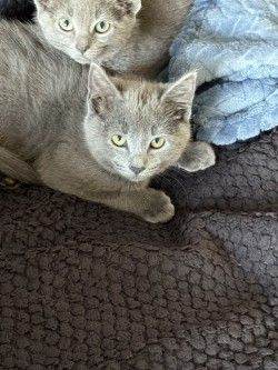 2 Male Russian Blue Kittens for sale