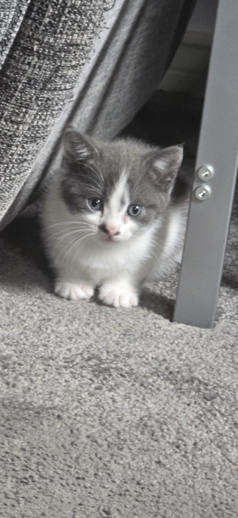 Two beautiful kittens looking for their forever homes 