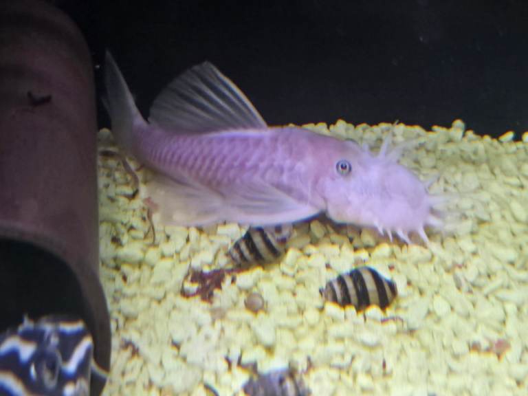 x 1 Male snow white ancistrus bristlenose pleco