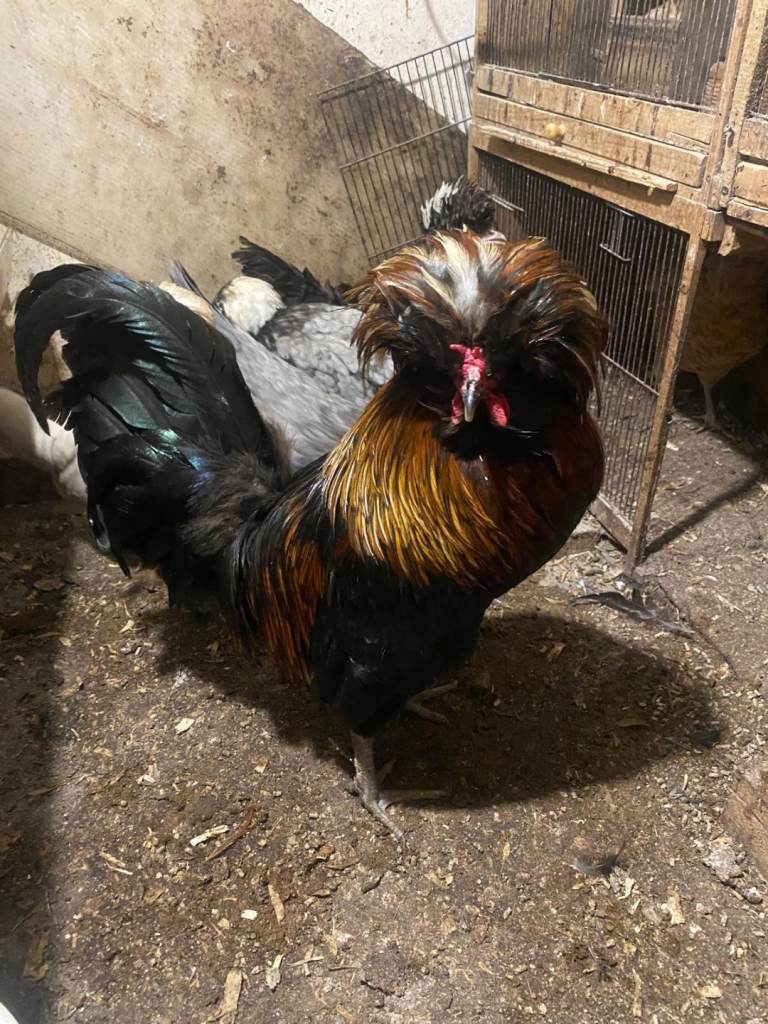 Chicken mixed breed 