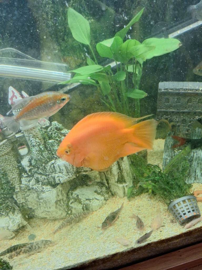 Parrot cichlids.