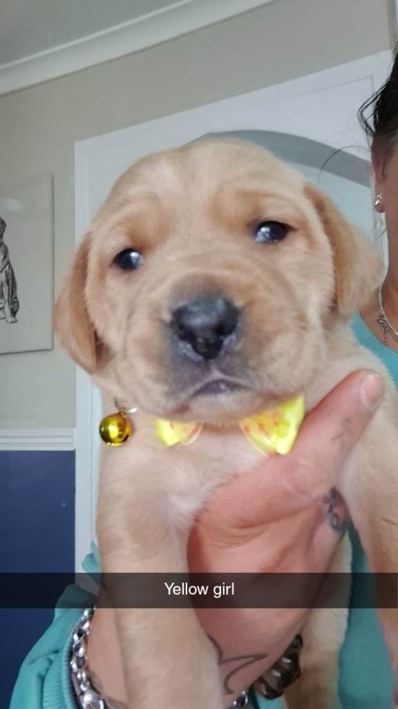 Labrador puppies for sale 