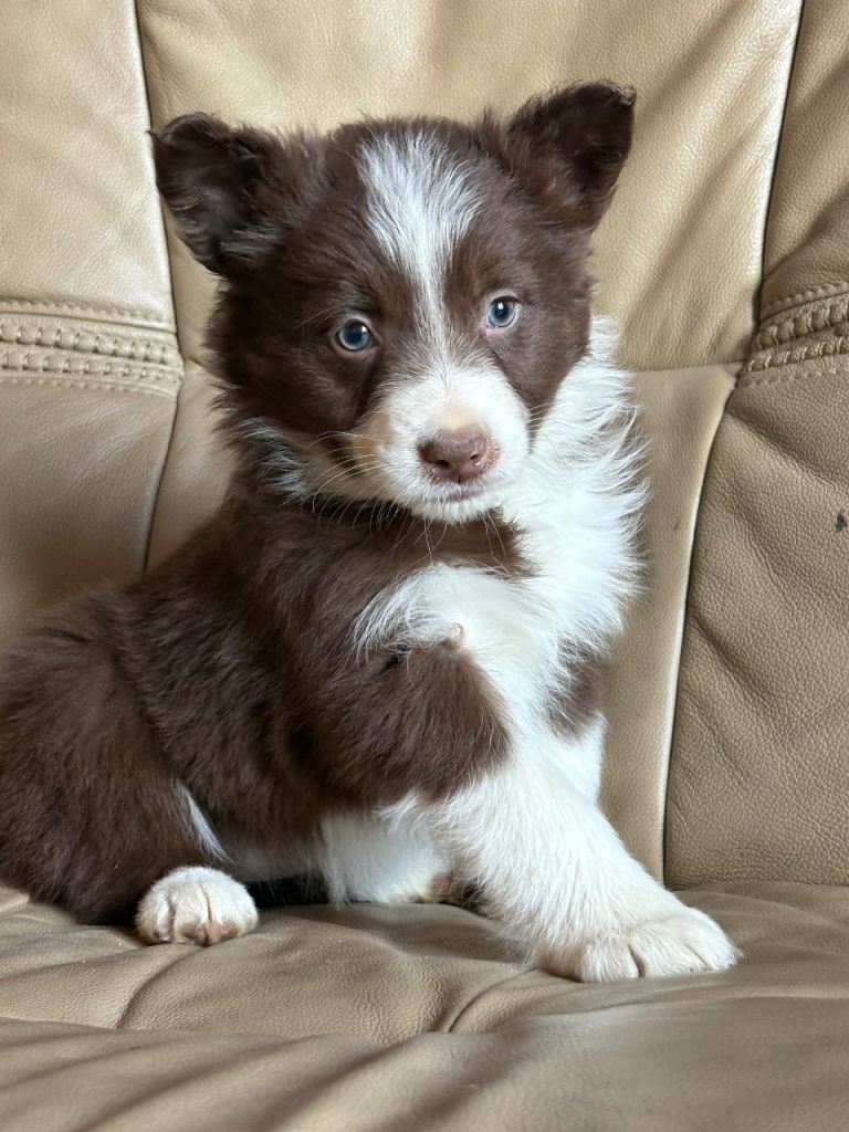 Gorgeous Red & White Collies 