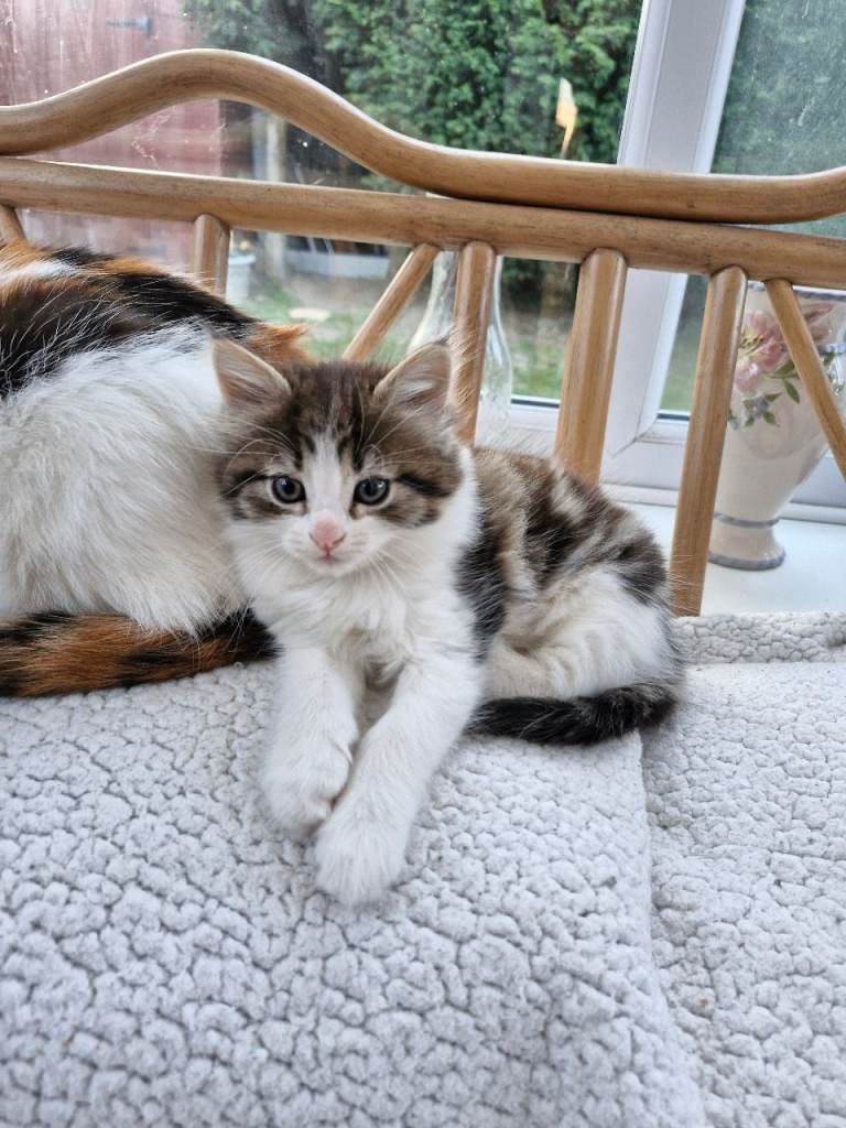 Cute kitten wait for new home. 