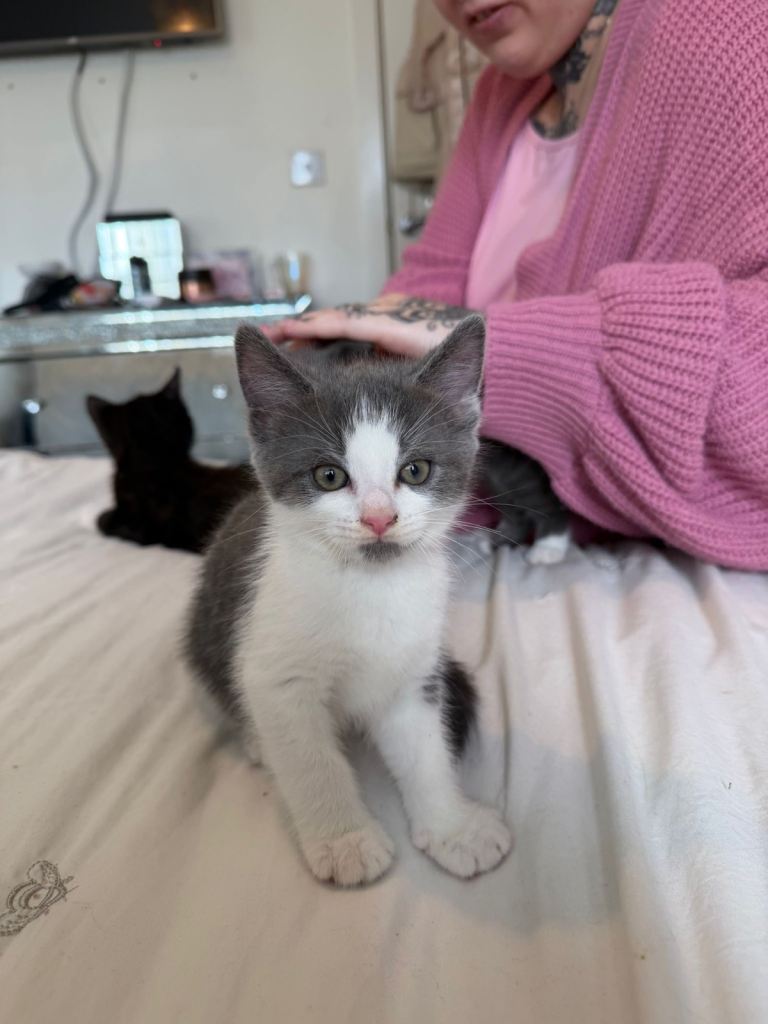 Kittens