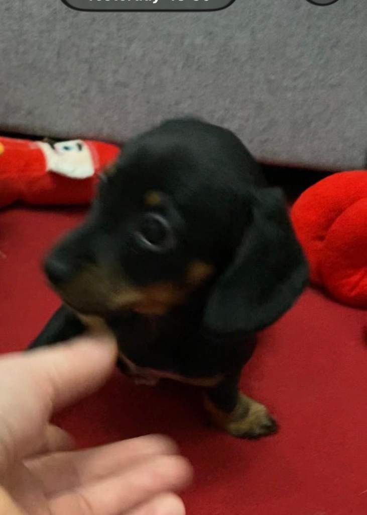  Miniature Dachshund Puppies