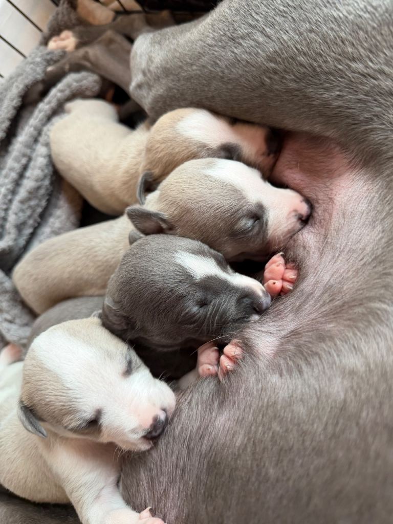 Whippet puppies 