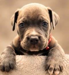 ABKC REGISTERED POCKET BULLYS