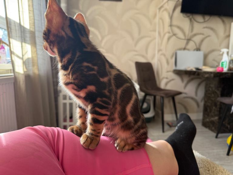 🐾 Beautiful Bengal Kittens Available! 🐆❤️