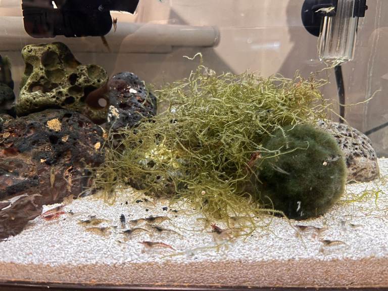 Common Mixed Shrimp (50p) NE12