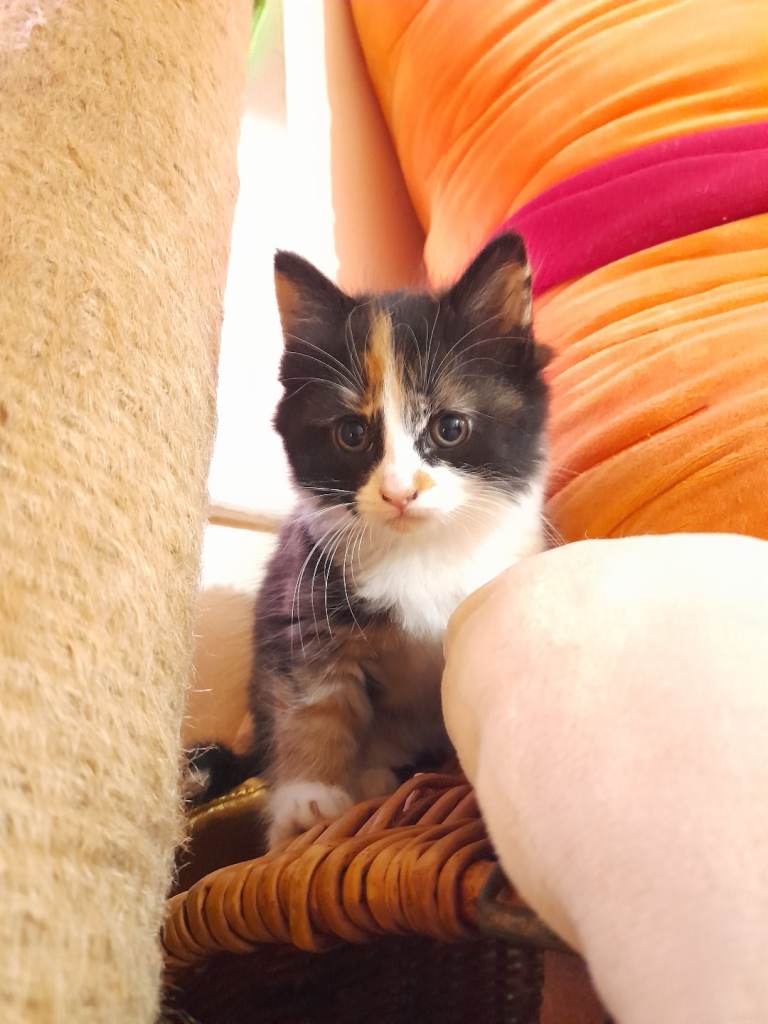 Kittens ginger female and black male 