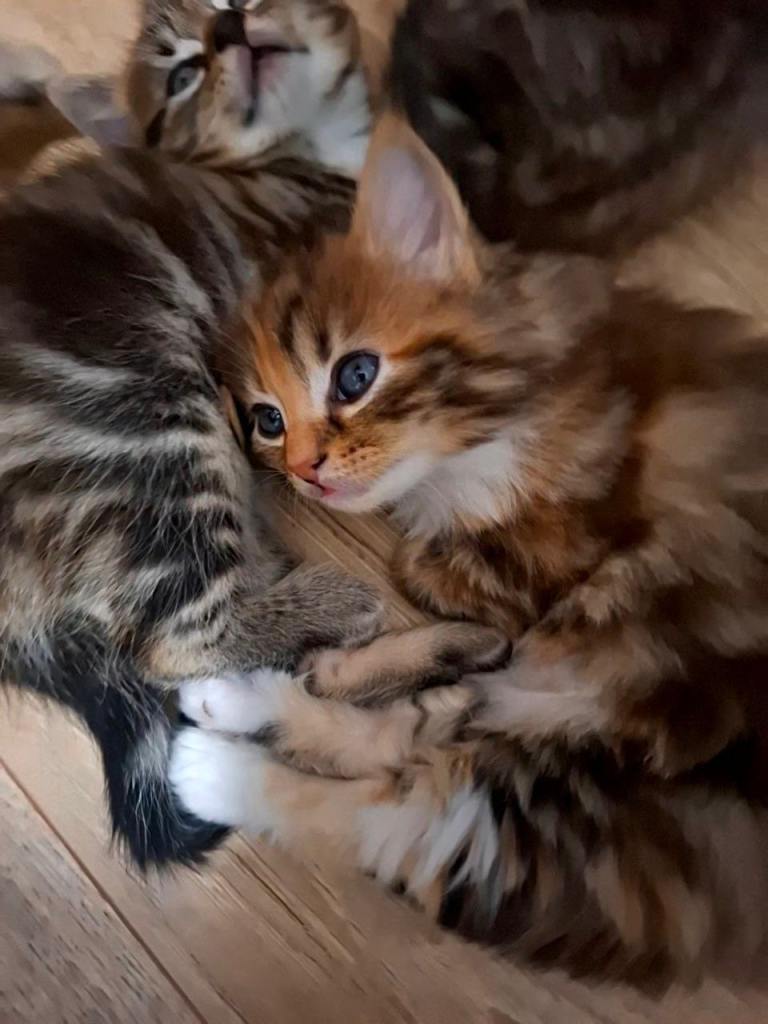 Kittens for sale!